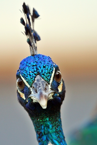 Angry peacock